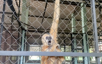 Resident hands over rare yellow-cheeked gibbon in Ho Chi Minh City