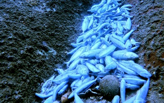Mass fish deaths, coral damage reported in Vietnam’s Khanh Hoa