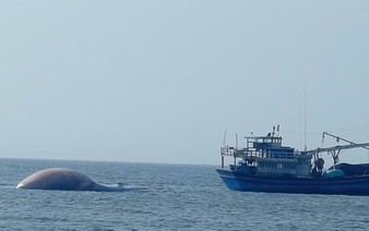 7-tonne whale carcass found in Vietnam’s Lam Dong