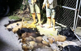 2 arrested in southern Vietnam for organized dog theft, 12 dogs found dead
