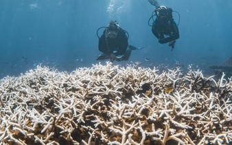 Great Barrier Reef suffers most widespread bleaching on record