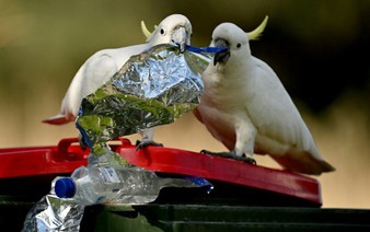 Cockatoos can bust a move: Australian research 