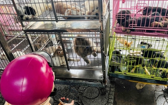In Vietnam, lost pets lead to desperation—and exploitation