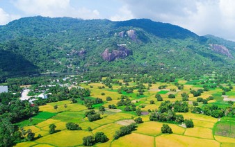 Golden rice fields in Mekong Delta’s An Giang draw tourists