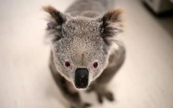 Australia approves chlamydia vaccine for koalas