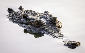 Australian authorities investigate influencer over croc wrestling