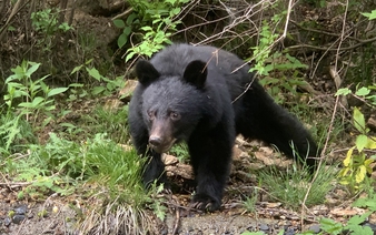 Asian black bear sightings in Japan hit record high