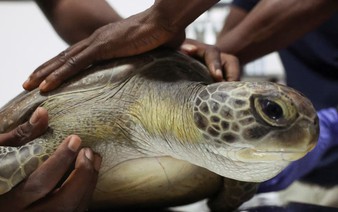 Conservationists fight to save Nigeria's sea turtles from pollution and poachers