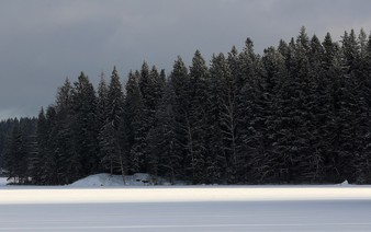 Sweden and Finland urge revision of EU's forestry climate targets