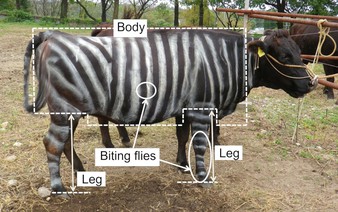Japanese researchers win Ig Nobel Prize over zebra-painted cows