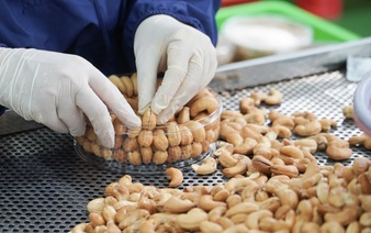 Vietnam unveils new initiative to support cashew farmers, promote sustainable growth