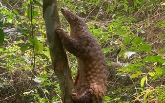 Javan pangolin among 6 endangered wild animals released back into Vietnam forest
