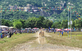 Thousands brave sun to watch ox racing festival in southern Vietnam