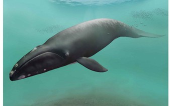 New whale species discovered in Hokkaido