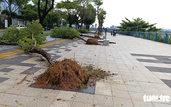 Trees uprooted along Da Nang riverside sidewalk due to storm Bualoi