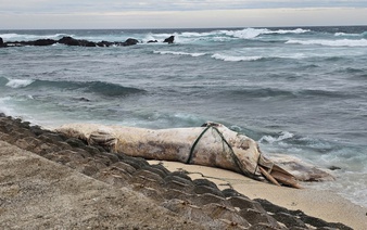 10-meter dead whale washes ashore on Vietnam island amid storm Bualoi