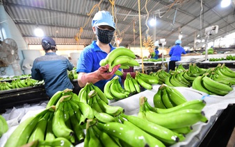 Vietnam fruit, vegetable exports hit record high in September, led by durian, processed goods