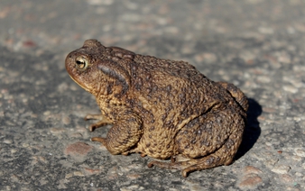 9 Vietnamese students hospitalized after eating toad meat