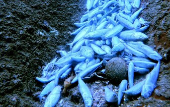 Fish die-off in Vietnam’s Khanh Hoa traced to purse seine operations: authorities 