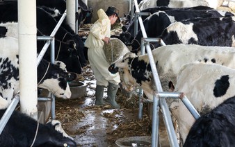 Dairy duty: Indonesia presses businesses to find a million cows