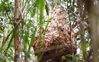 Wasp stings kill 2, injure 3 children in Vietnam