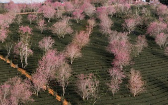 Breakfast @ Tuoi Tre News - January 10