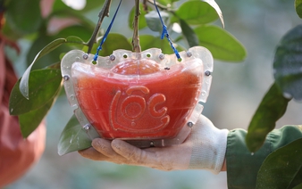 Vietnam farmers harvest red pomelos ahead of Lunar New Year as demand for auspicious fruit rises