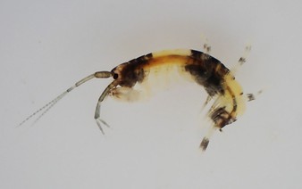 Amphipod species with panda-like coloring discovered in Wakayama