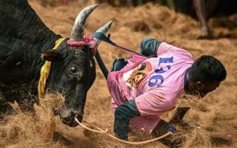 Risking death, Indians mess with the bull at annual festival
