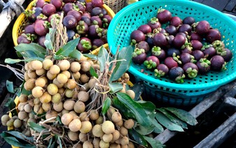 Horticulture gains ground in Vietnam’s Mekong Delta, fragmented production limits exports: Dutch embassy