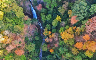 Seasonal leaf change turns Mang Den Pass forest in central Vietnam into brief natural draw