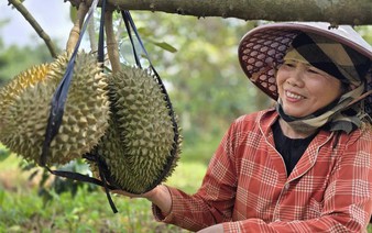 In Vietnam's Quang Tri, durian trial bears sweet fruit on coffee soil