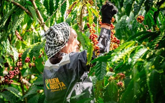 'Vietnam Robusta Origin Passport' proposed to elevate national coffee brand