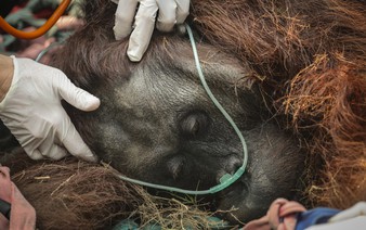 Indonesian rescue center takes in more orangutans as fires rage
