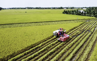 Vietnam ministry proposes expanding low-emission rice scheme across entire Mekong Delta
