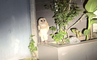 Owl with clipped wings, unable to fly, gets stranded in Ho Chi Minh City alley for 3 days