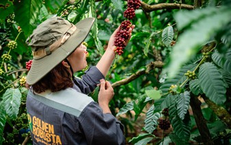 Vietnam coffee export revenue hits record $8.5bn, but raw beans still dominate