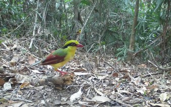 35 new bird species recorded in Vietnam's nature reserve, including rare eagles, hornbills