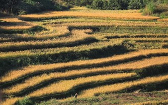 Mien Doi terraced field festival attracts visitors to Vietnam's Phu Tho