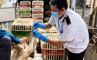 Ho Chi Minh City seizes 1.3 tonnes of poultry without quarantine certificates