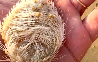 Seeing sea urchins in Vietnam's Nha Trang? Don’t fret, they’re harmless (mostly!)
