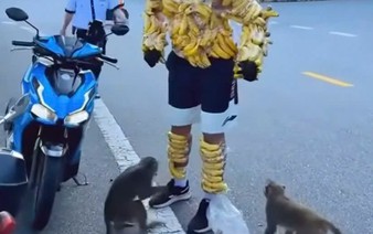 Tourists feed Son Tra’s wild monkeys despite warnings. Will Vietnam impose fines?