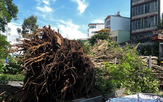 Bodhi tree crashes down at busy Ho Chi Minh City intersection, causing major traffic jam