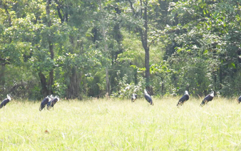 Rare woolly-necked storks spotted foraging in Vietnam