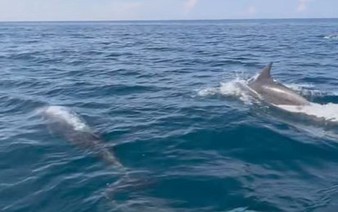 Nearly 1,000 dolphins spotted swimming off Vietnam’s Phu Quy Island