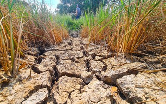 85,800 hectares of Mekong Delta rice at risk as El Nino may surpass historic record