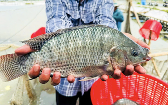 US, Brazil boost imports of Vietnamese tilapia in 2025