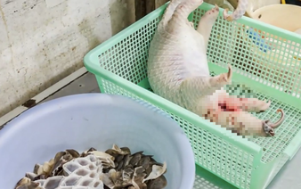 Vietnam restaurateur charged with buying endangered pangolin to cook for diners