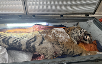 Police indict 2 men over illegal tiger bone paste operation in Vietnam’s Thanh Hoa