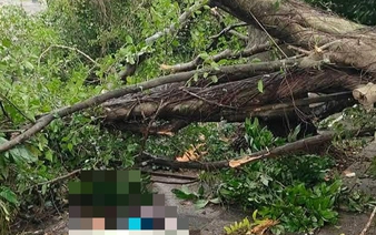 Falling tree injures 2 near Hanoi’s West Lake